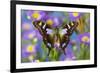 Butterfly Graphium weiski, the purple-spotted Swallowtail on Asters-Darrell Gulin-Framed Photographic Print