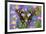 Butterfly Graphium weiski, the purple-spotted Swallowtail on Asters-Darrell Gulin-Framed Photographic Print