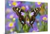 Butterfly Graphium weiski, the purple-spotted Swallowtail on Asters-Darrell Gulin-Mounted Photographic Print