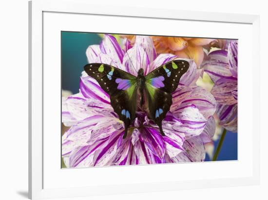 Butterfly Graphium weiski, the purple spotted Swallowtail on Dahlia flowers-Darrell Gulin-Framed Photographic Print