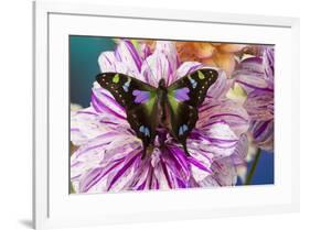 Butterfly Graphium weiski, the purple spotted Swallowtail on Dahlia flowers-Darrell Gulin-Framed Photographic Print