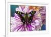 Butterfly Graphium weiski, the purple spotted Swallowtail on Dahlia flowers-Darrell Gulin-Framed Photographic Print