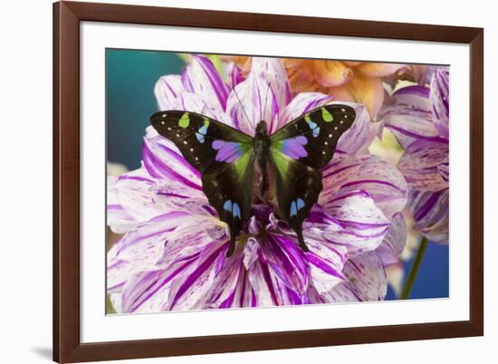 Butterfly Graphium weiski, the purple spotted Swallowtail on Dahlia flowers-Darrell Gulin-Framed Photographic Print