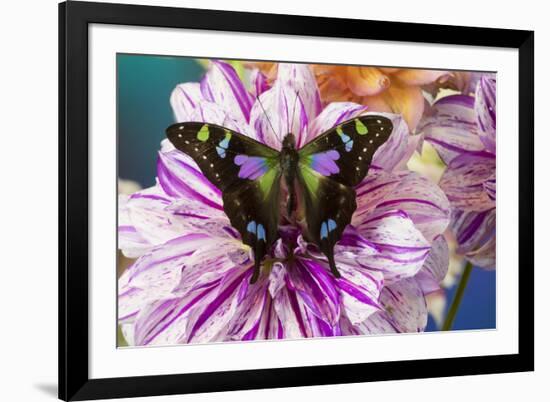 Butterfly Graphium weiski, the purple spotted Swallowtail on Dahlia flowers-Darrell Gulin-Framed Photographic Print