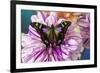 Butterfly Graphium weiski, the purple spotted Swallowtail on Dahlia flowers-Darrell Gulin-Framed Photographic Print