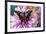 Butterfly Graphium weiski, the purple spotted Swallowtail on Dahlia flowers-Darrell Gulin-Framed Photographic Print