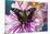 Butterfly Graphium weiski, the purple spotted Swallowtail on Dahlia flowers-Darrell Gulin-Mounted Photographic Print