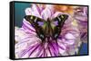 Butterfly Graphium weiski, the purple spotted Swallowtail on Dahlia flowers-Darrell Gulin-Framed Stretched Canvas