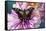 Butterfly Graphium weiski, the purple spotted Swallowtail on Dahlia flowers-Darrell Gulin-Framed Stretched Canvas