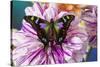 Butterfly Graphium weiski, the purple spotted Swallowtail on Dahlia flowers-Darrell Gulin-Stretched Canvas
