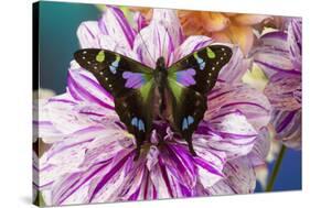 Butterfly Graphium weiski, the purple spotted Swallowtail on Dahlia flowers-Darrell Gulin-Stretched Canvas