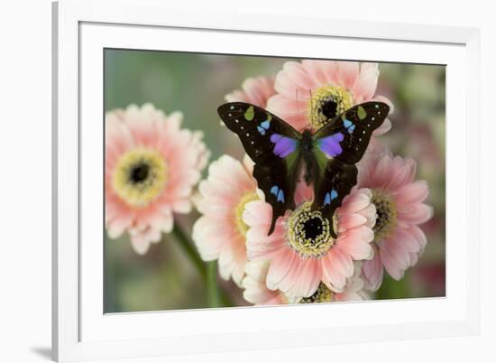 Butterfly Graphium weiski, the purple-spotted Swallowtail on pink Gerber daisies-Darrell Gulin-Framed Photographic Print