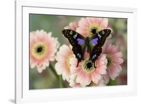 Butterfly Graphium weiski, the purple-spotted Swallowtail on pink Gerber daisies-Darrell Gulin-Framed Photographic Print
