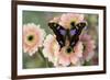 Butterfly Graphium weiski, the purple-spotted Swallowtail on pink Gerber daisies-Darrell Gulin-Framed Photographic Print