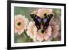 Butterfly Graphium weiski, the purple-spotted Swallowtail on pink Gerber daisies-Darrell Gulin-Framed Photographic Print