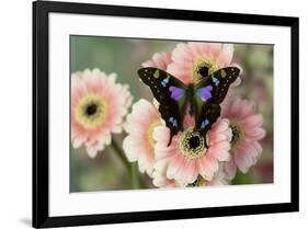 Butterfly Graphium weiski, the purple-spotted Swallowtail on pink Gerber daisies-Darrell Gulin-Framed Photographic Print