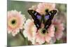 Butterfly Graphium weiski, the purple-spotted Swallowtail on pink Gerber daisies-Darrell Gulin-Mounted Photographic Print