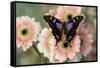 Butterfly Graphium weiski, the purple-spotted Swallowtail on pink Gerber daisies-Darrell Gulin-Framed Stretched Canvas