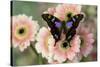 Butterfly Graphium weiski, the purple-spotted Swallowtail on pink Gerber daisies-Darrell Gulin-Stretched Canvas