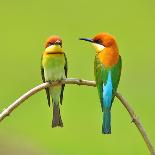 Couple of Bee Eater Bird-Butterfly Hunter-Stretched Canvas