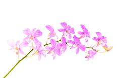 Orchid Flower-Butterfly hunters-Mounted Photographic Print