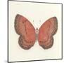 Butterfly I-Sophie Golaz-Mounted Premium Giclee Print