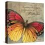 Butterfly I-Kimberly Poloson-Stretched Canvas