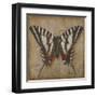 Butterfly I-Patricia Pinto-Framed Art Print