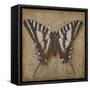 Butterfly I-Patricia Pinto-Framed Stretched Canvas