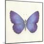 Butterfly II-Sophie Golaz-Mounted Premium Giclee Print