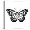 Butterfly II-Clara Wells-Stretched Canvas