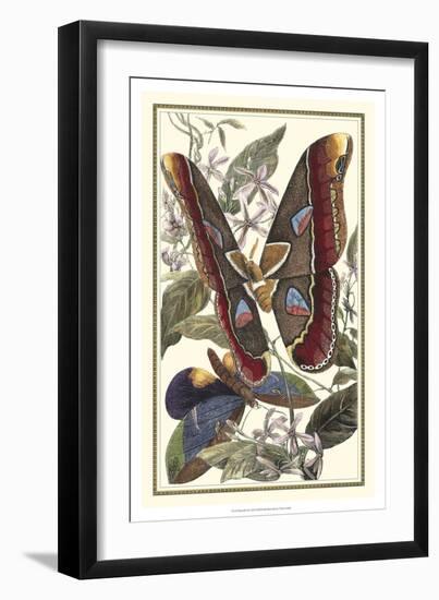 Butterfly II-Vision Studio-Framed Art Print
