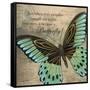 Butterfly II-Kimberly Poloson-Framed Stretched Canvas