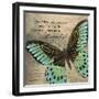 Butterfly II-Kimberly Poloson-Framed Art Print