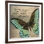 Butterfly II-Kimberly Poloson-Framed Art Print