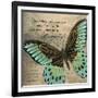 Butterfly II-Kimberly Poloson-Framed Art Print