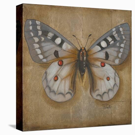 Butterfly II-Patricia Pinto-Stretched Canvas