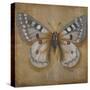 Butterfly II-Patricia Pinto-Stretched Canvas