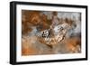 Butterfly II-Fernando Palma-Framed Giclee Print