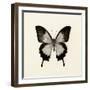 Butterfly III BW Crop-Debra Van Swearingen-Framed Art Print