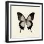 Butterfly III BW Crop-Debra Van Swearingen-Framed Art Print