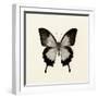 Butterfly III BW Crop-Debra Van Swearingen-Framed Art Print