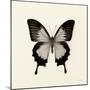 Butterfly III BW Crop-Debra Van Swearingen-Mounted Art Print