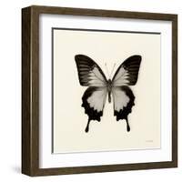 Butterfly III BW Crop-Debra Van Swearingen-Framed Art Print