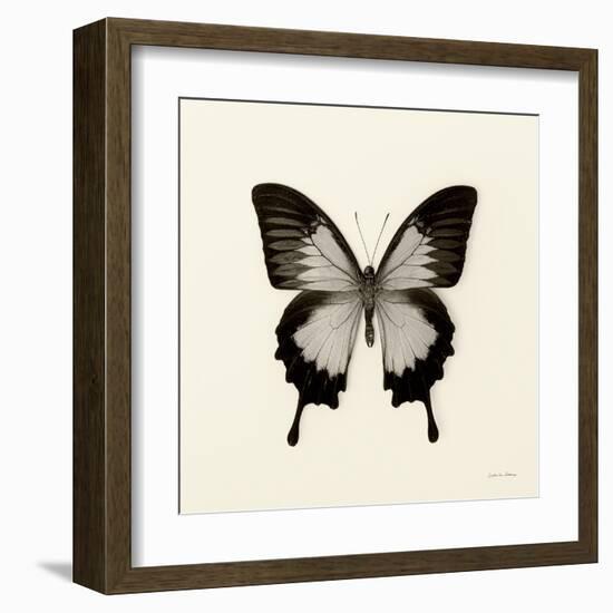 Butterfly III BW Crop-Debra Van Swearingen-Framed Art Print