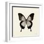 Butterfly III BW Crop-Debra Van Swearingen-Framed Art Print