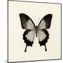 Butterfly III BW Crop-Debra Van Swearingen-Mounted Art Print