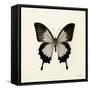 Butterfly III BW Crop-Debra Van Swearingen-Framed Stretched Canvas