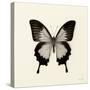 Butterfly III BW Crop-Debra Van Swearingen-Stretched Canvas