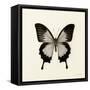 Butterfly III BW Crop-Debra Van Swearingen-Framed Stretched Canvas